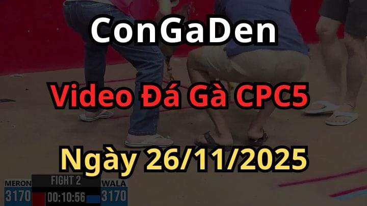 Full Video Đá Gà Trực Tiếp CPC5 Ngày 26/11/2025